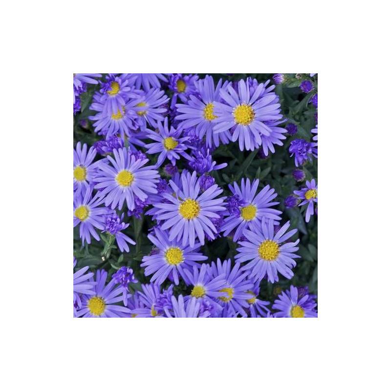 Aster d'automne Prof. Anton Kippenberg, Aster dumosus à fleurs Bleue/ - feuillage Caduc - Godet - 5/20 cm - Imagen 5