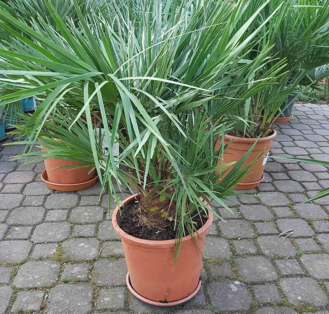 Sans Marque - Chamaerops humilis (palmier doum) Couleur floraison:jaune - Taille:Pot de 8 litres ? 60/80 cm - Image 4