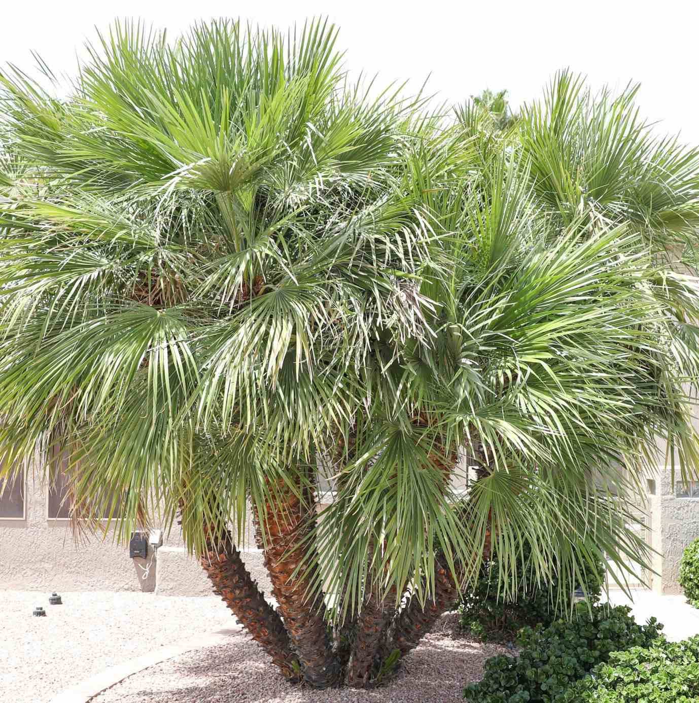 Sans Marque - Chamaerops humilis (palmier doum) Couleur floraison:jaune - Taille:Pot de 8 litres ? 60/80 cm - Image 7