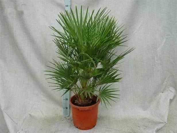 Sans Marque - Chamaerops humilis (palmier doum) Couleur floraison:jaune - Taille:Pot de 8 litres ? 60/80 cm - Image 5