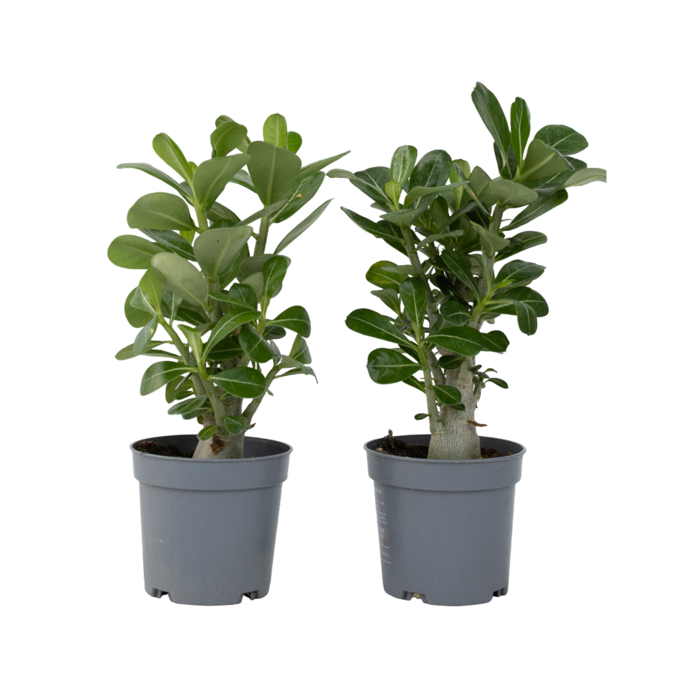 Rose du désert - Set de 2 - Adenium obesum - Hauteur 25-40cm - ⌀10,5cm - Imagen 1