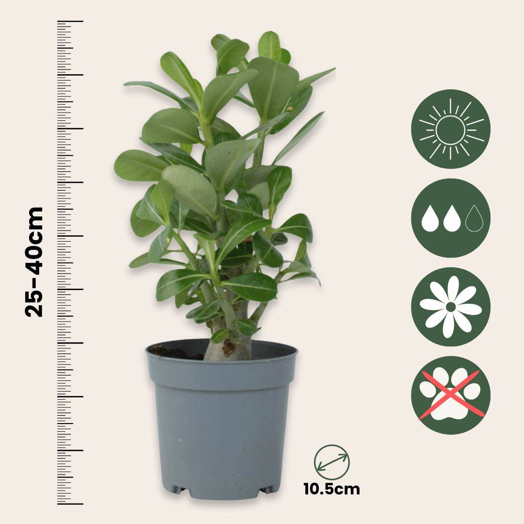 Rose du désert - Set de 2 - Adenium obesum - Hauteur 25-40cm - ⌀10,5cm - Imagen 6