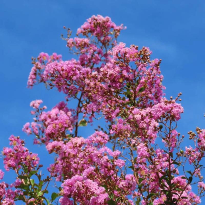 Lilas des Indes Soir d'été® 'Dessoi 062', Lagerstroemia à fleurs Rose - feuillage Caduc - Pot de 3L - Touffe- hauteur à maturité De 1,00 m à 1,50 m - Image 4