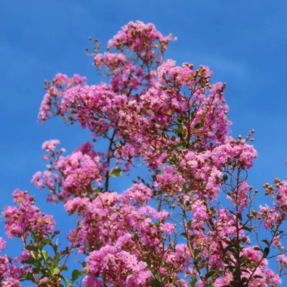 Lilas des Indes Soir d'été® 'Dessoi 062', Lagerstroemia à fleurs Rose - feuillage Caduc - Pot de 3L - Touffe-  hauteur à maturité De 1,00 m à 1,50 m - Image 1