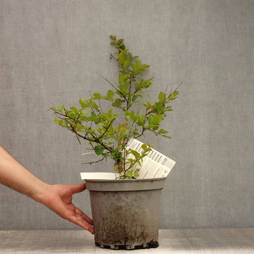 Lagerstroemia indica Pécharmant - Lilas des Indes Pot de 7,5L/10L - Image 2