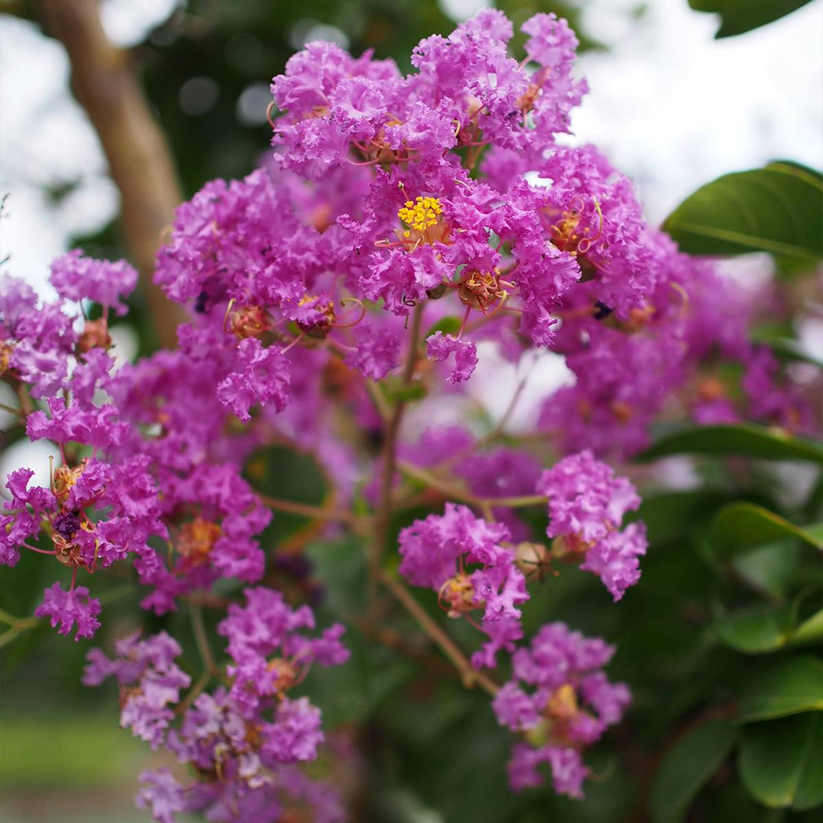 Lagerstroemia indica Pécharmant - Lilas des Indes Pot de 7,5L/10L - Image 1