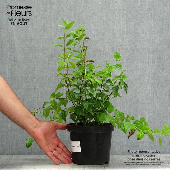 Seringat - Philadelphus Snowbelle Pot de 2L/3L - Image 2