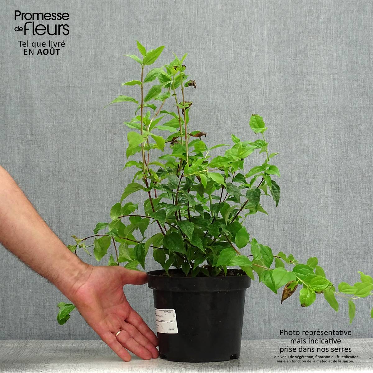 Seringat - Philadelphus Snowbelle Pot de 2L/3L - Image 2