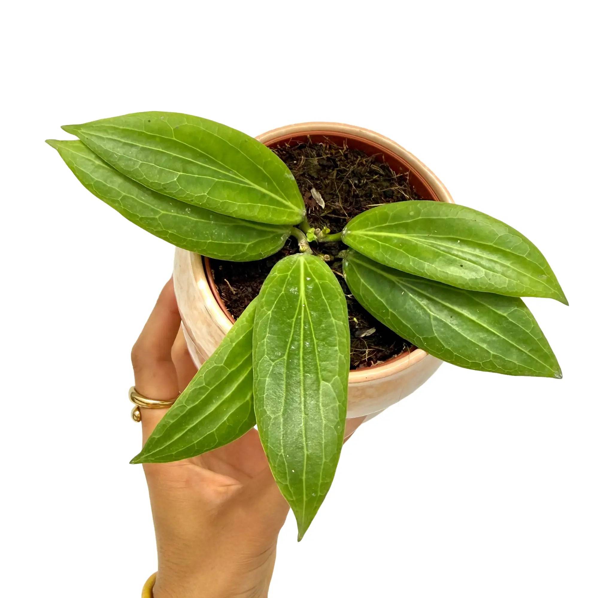 Hoya Soligamiana - Pot de 9cm - Plantes d'intérieur