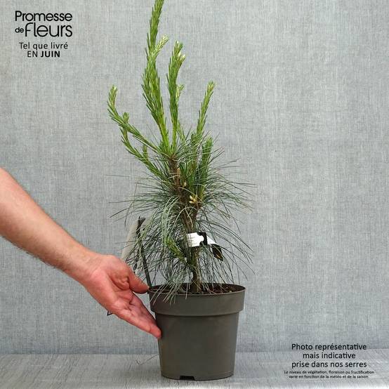 Pin de l'Himalaya - Pinus wallichiana Densa Hill Pot de 3L/4L - Image 2