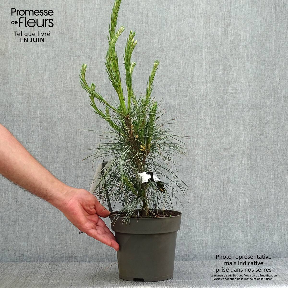 Pin de l'Himalaya - Pinus wallichiana Densa Hill Pot de 3L/4L - Image 2