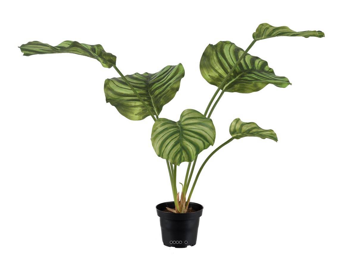 Artificielles - Calathea factice en pot, grandes feuilles, H55cm Panaché - couleur: Blanc-vert - Imagen 1