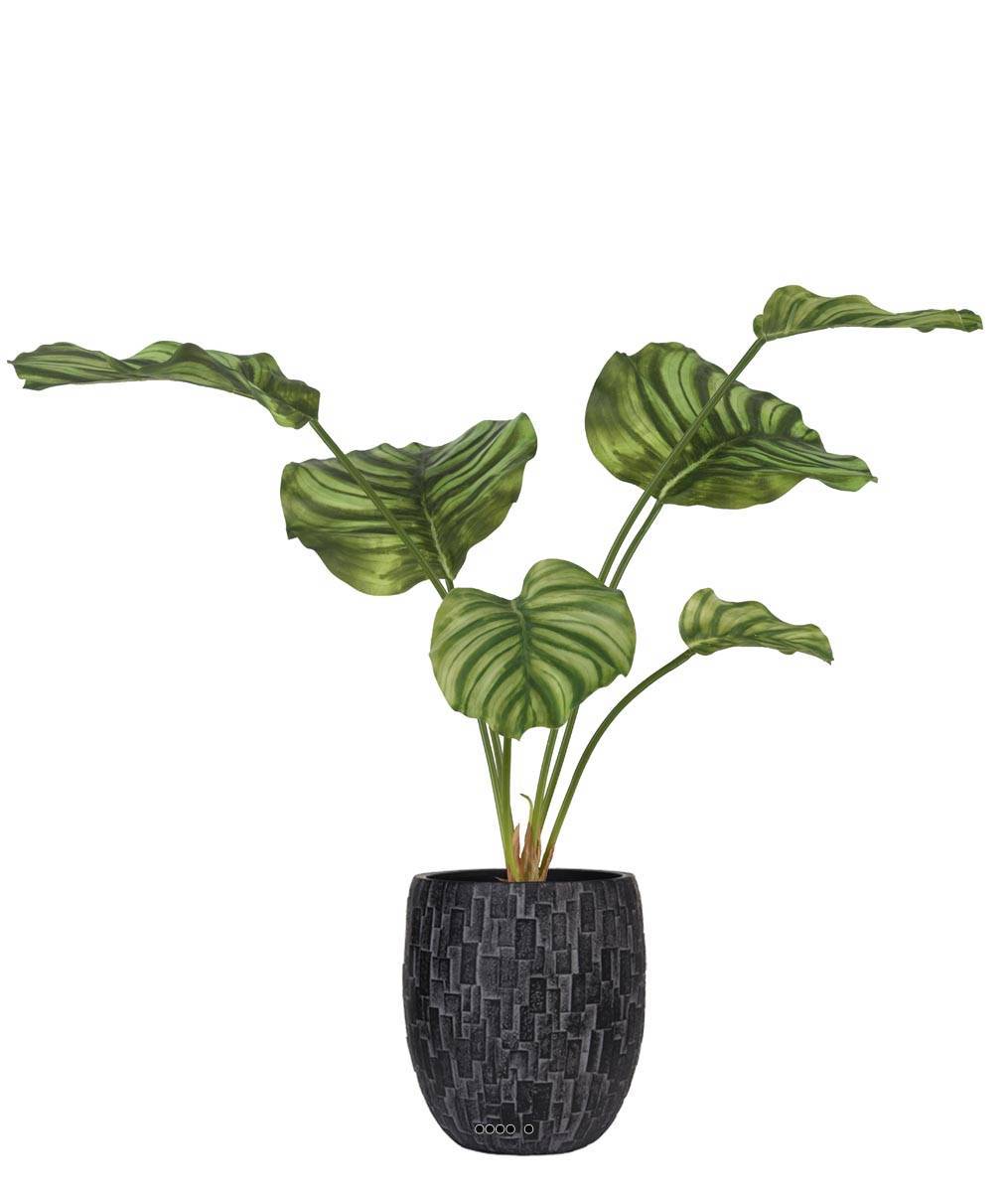 Artificielles - Calathea factice en pot, grandes feuilles, H55cm Panaché - couleur: Blanc-vert - Imagen 2