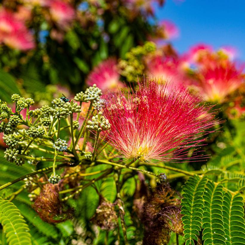 Promesse de Fleurs - Albizia julibrissin Rouge de Tuilière - Arbre à soie Pot de 3L/4L