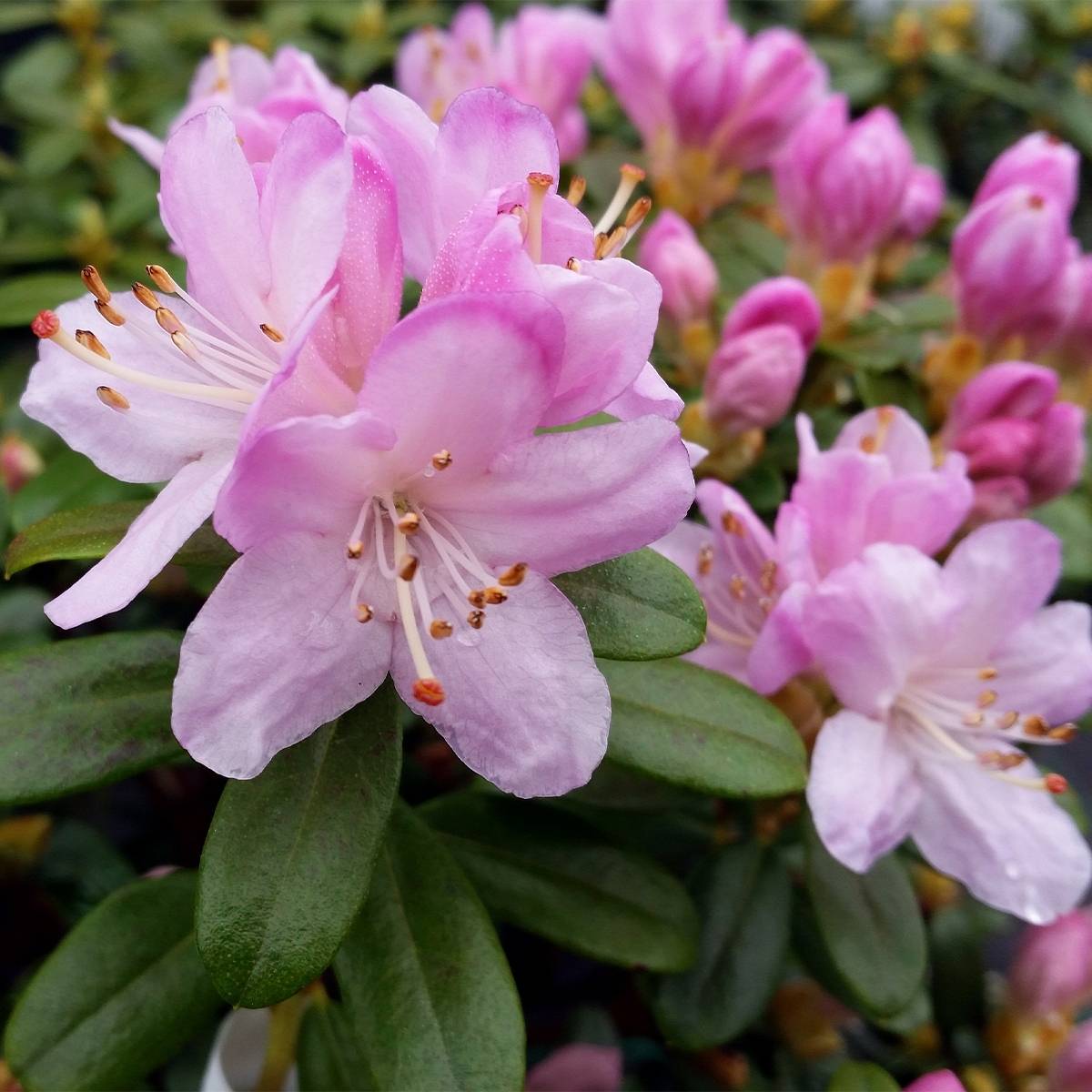 Rhododendron Snipe Pot de 2L/3L - Image 1