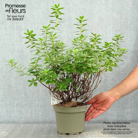 Rhododendron Snipe Pot de 2L/3L - Image 2