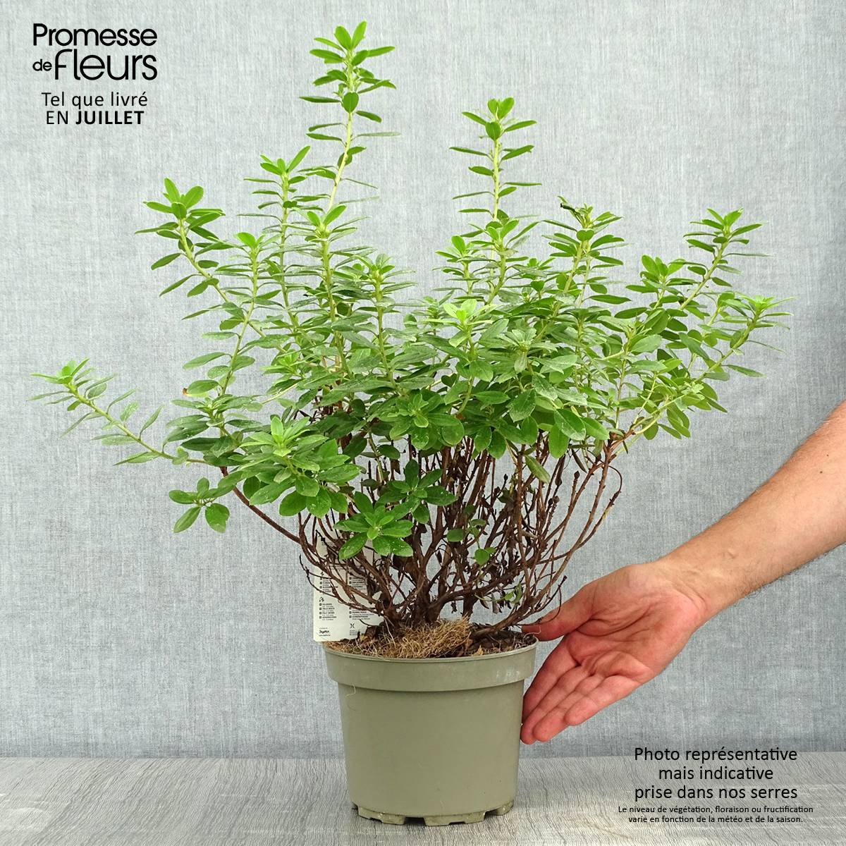 Rhododendron Snipe Pot de 2L/3L - Image 2