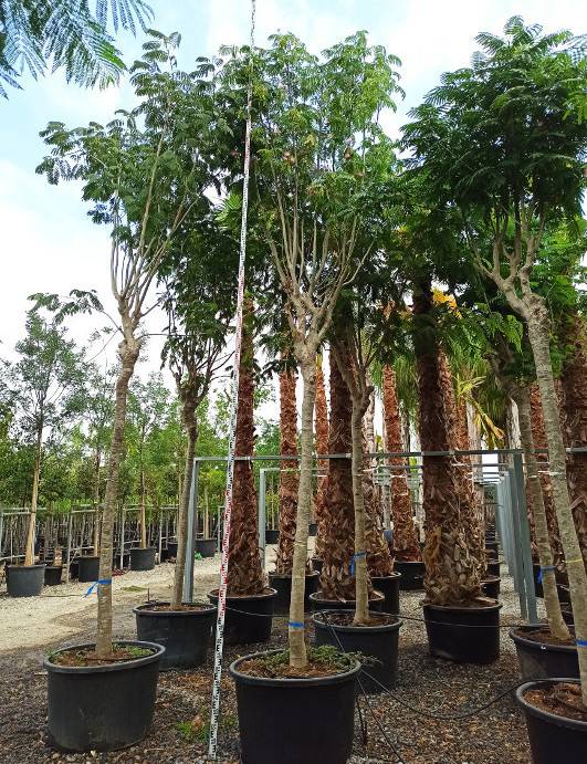 Sans Marque - Albizia julibrissin (Arbre à soie) exemplaire périmètre30/35 cm hauteur 300/350cm Couleur floraison:Rose - Taille:Pot de 20 litres ? 180 cm