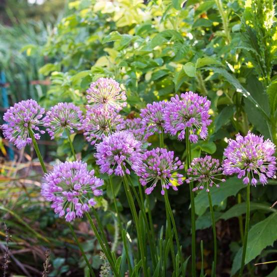 Promesse de Fleurs - Ail d'ornement - Allium Millenium Pot de 2L/3L