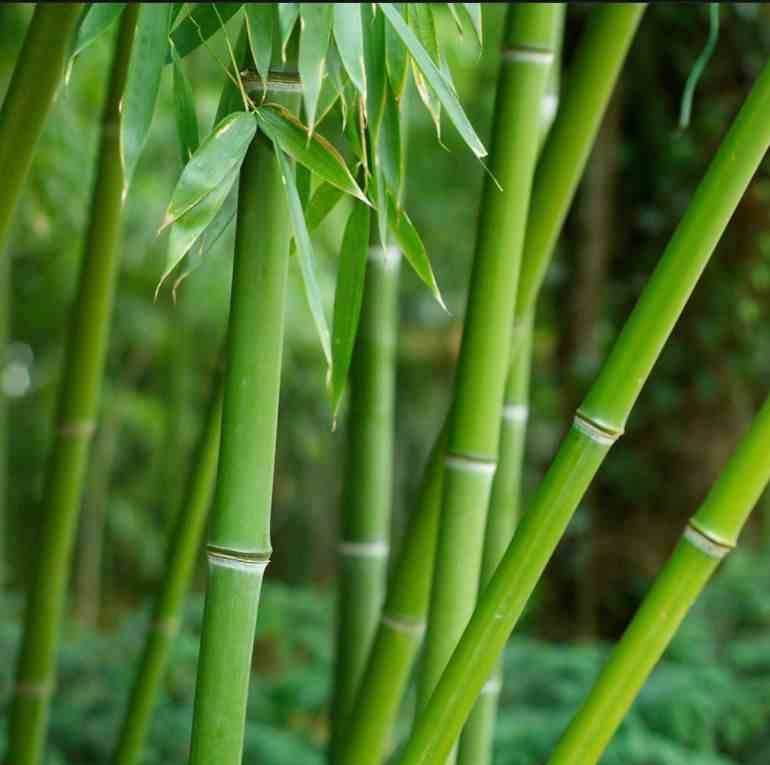 0 - Phyllostachys bissetii Pot de 15L - tige - 100/120cm