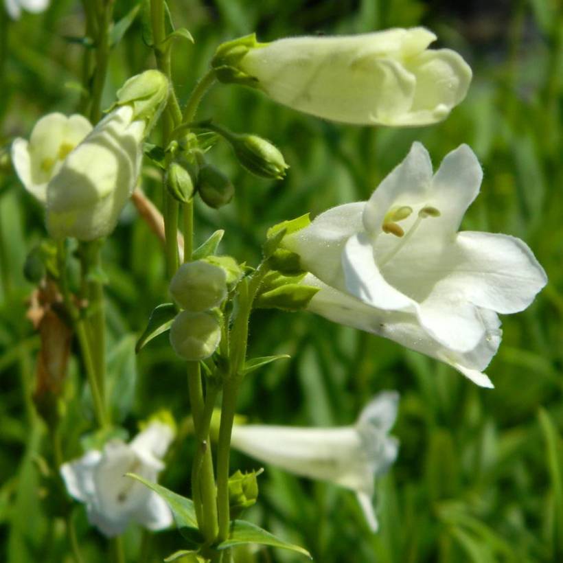 Penstemon Pensham Wedding Day - Galane Godet de 8/9 cm