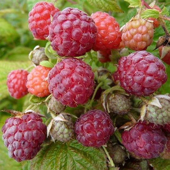 Promesse de Fleurs - Framboisier Blissy ou Autumn Bliss (remontant) Bio Pot de 1,5L/2L, Touffe