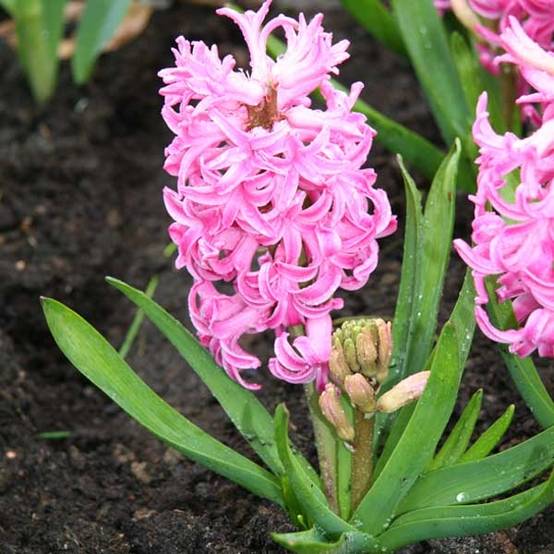Promesse de Fleurs - Jacinthe Pink Pearl Bulbe calibre 17+ (par 5)