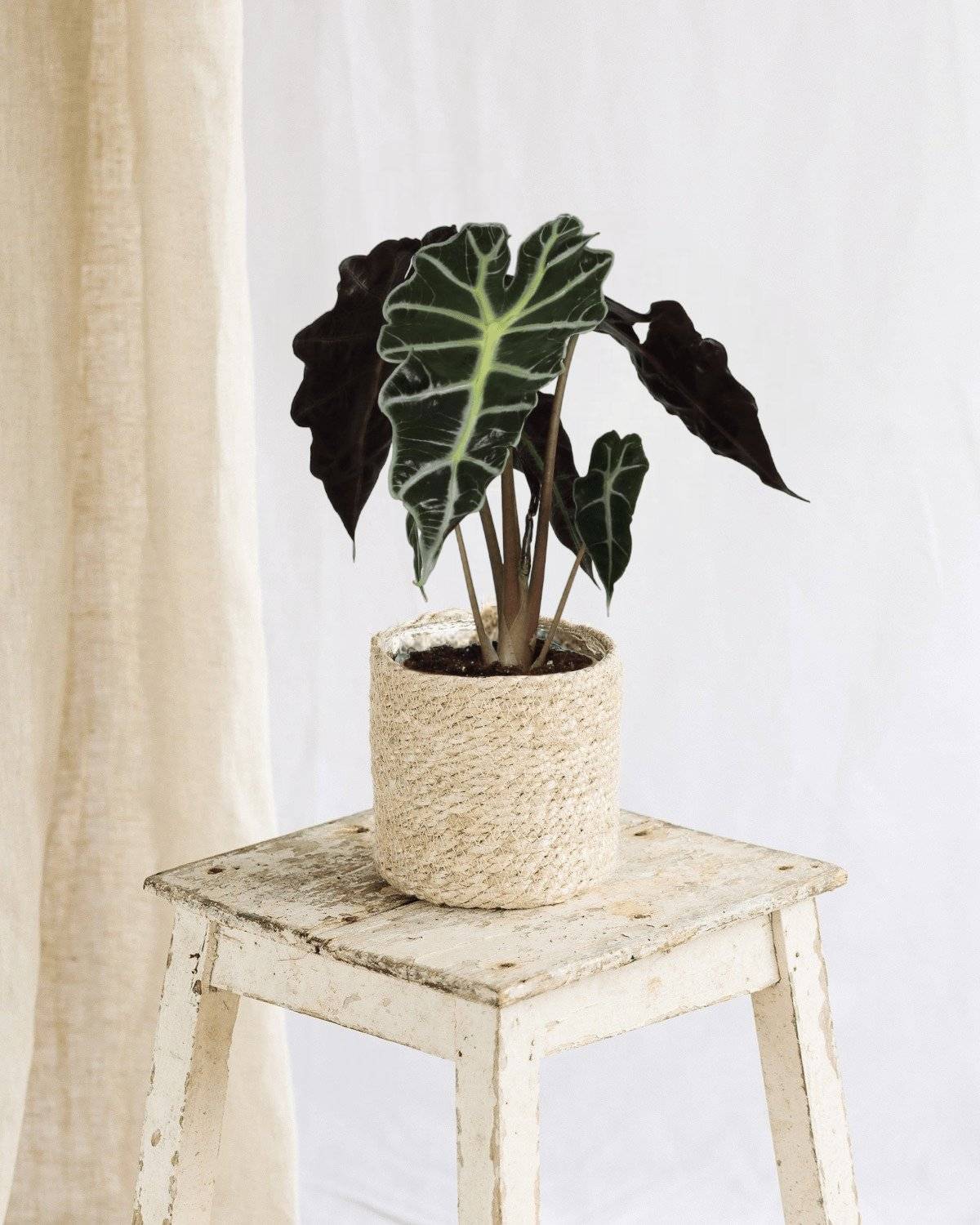 La Green Touch - Alocasia Polly 30cm - Plante d'intérieur- La Green Touch