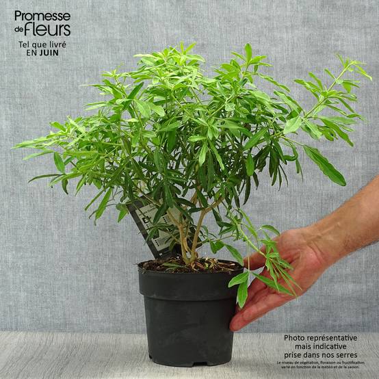 Choisya Goldfinger - Oranger du Mexique Pot de 1,5L/2L - Image 2
