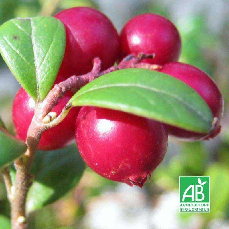 Canneberge 'Howes' BIO (Vaccinium macrocarpon 'Howes') - Godet 8cm - Taille : 20/40cm - Pépinières Naudet
