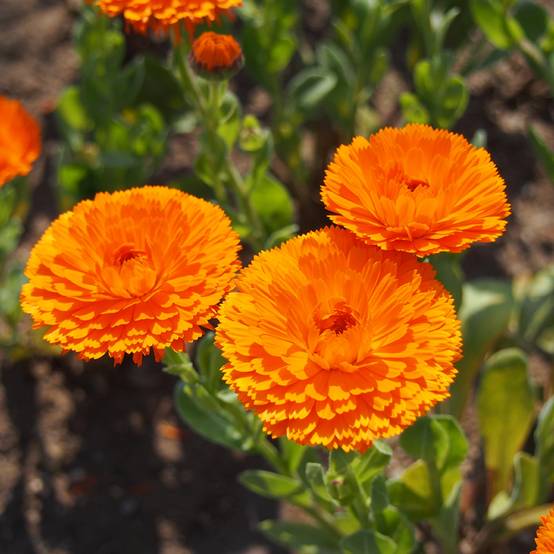 Promesse de Fleurs - Graines de Calendula officinalis Ball's Orange - Souci des Jardins le sachet de 300 graines environ (2,5g)