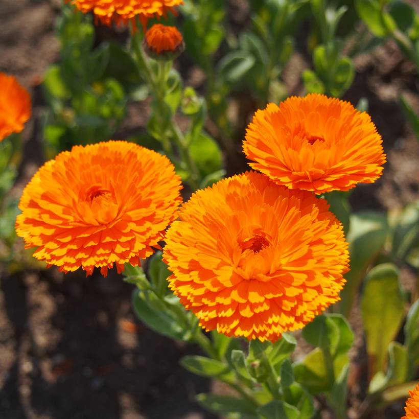 Promesse de Fleurs - Graines de Calendula officinalis Ball's Orange - Souci des Jardins le sachet de 300 graines environ (2,5g)