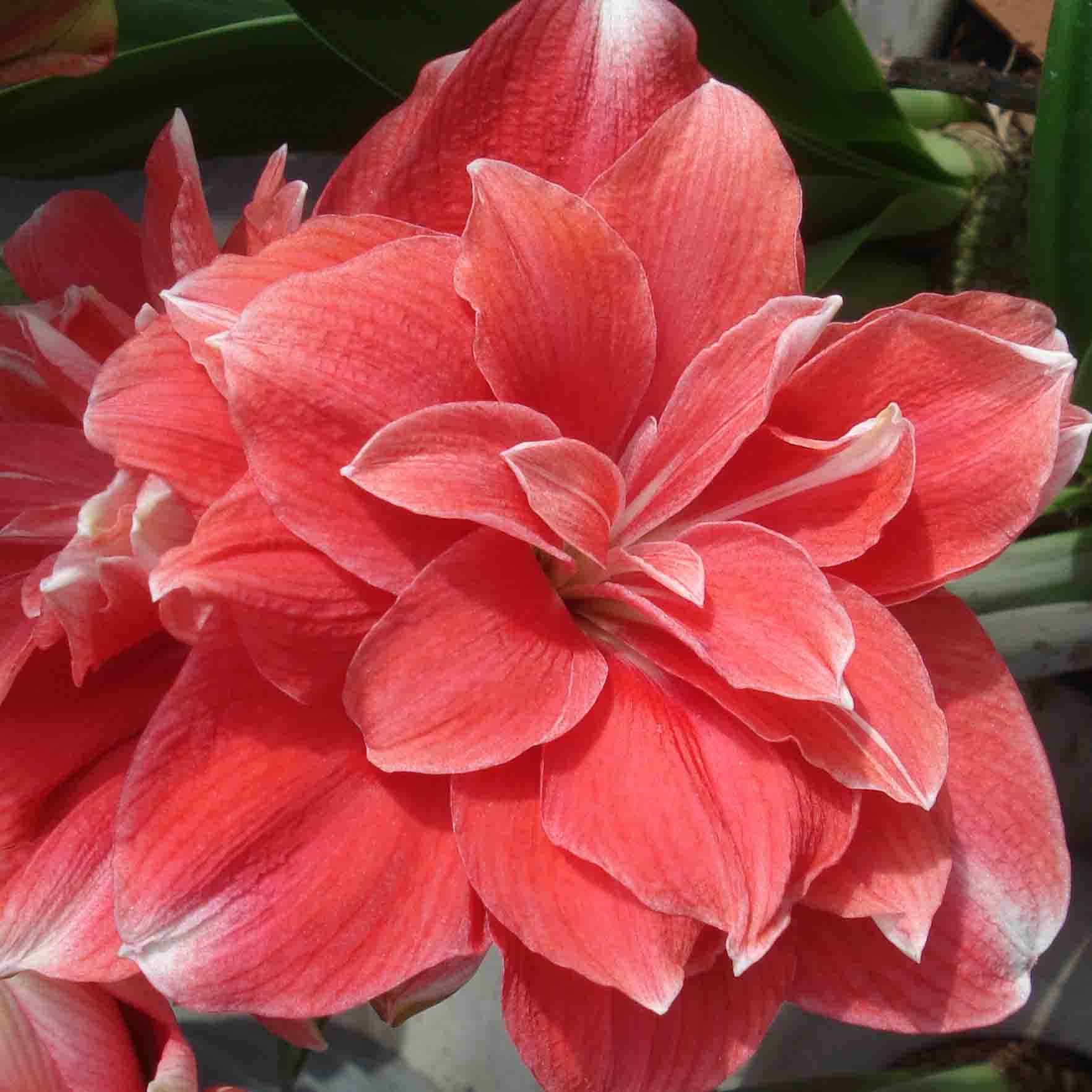 Promesse de Fleurs - Amaryllis double Dream Bulbe calibre 26/28