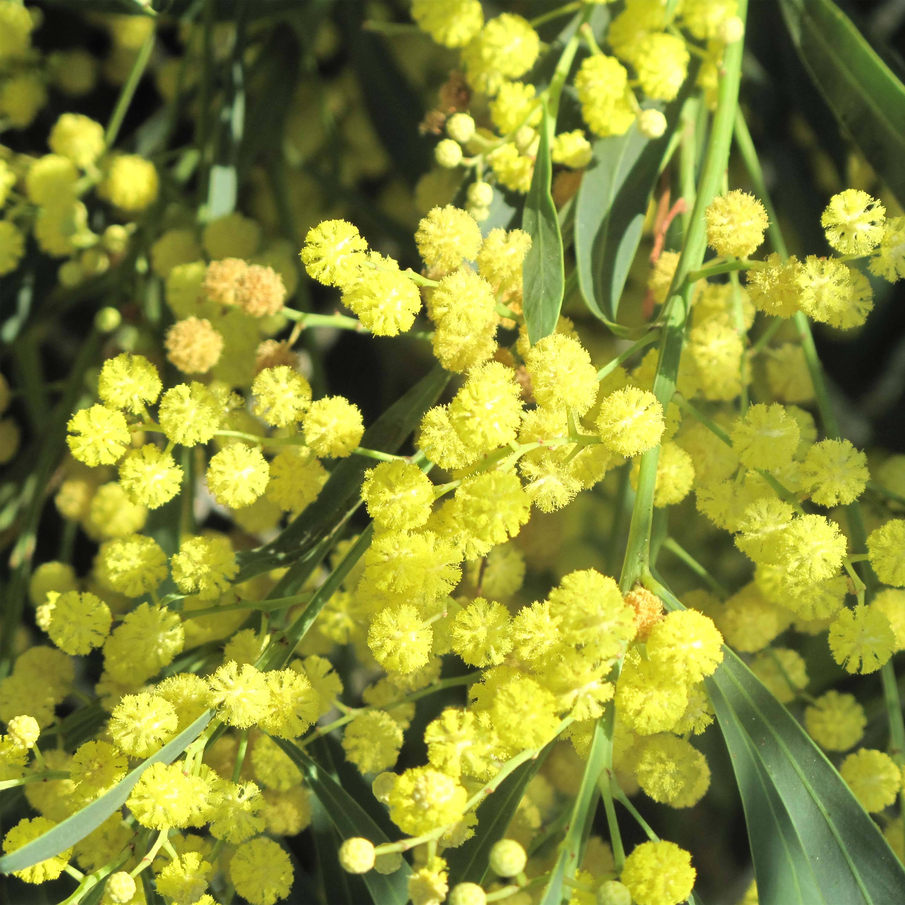 Promesse de Fleurs - Mimosa des 4 saisons Lisette - Acacia retinodes Pot de 2L/3L