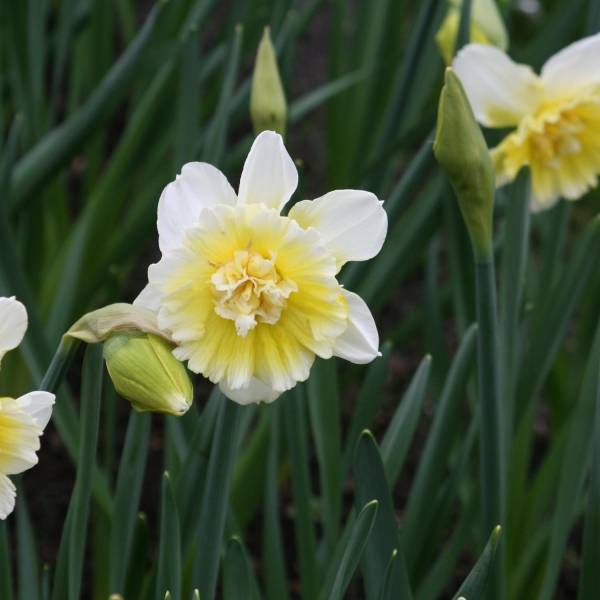 Promesse de Fleurs - Narcisse Ice King Bulbe calibre 12+ (par 10)