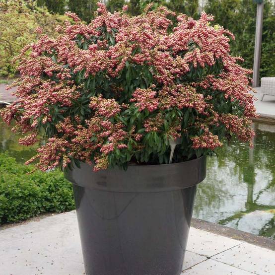 Promesse de Fleurs - Andromède du Japon - Pieris japonica Passion Pot de 6L/7L - Image 1