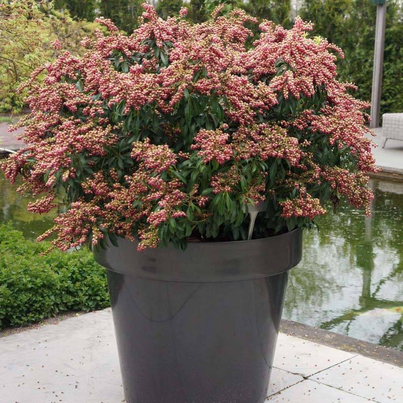 Promesse de Fleurs - Andromède du Japon - Pieris japonica Passion Pot de 6L/7L - Image 1