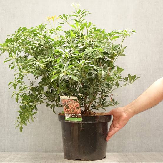 Promesse de Fleurs - Andromède du Japon - Pieris japonica Passion Pot de 6L/7L - Image 2