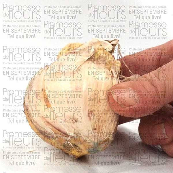 Promesse de Fleurs - Ail d'ornement - Allium Globemaster Bulbe, Calibre 20+