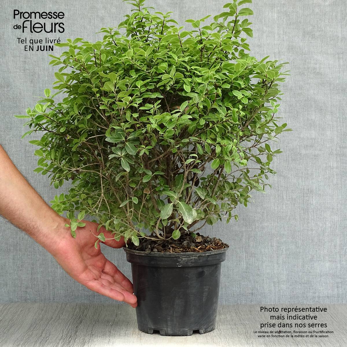 Promesse de Fleurs - Pittosporum tenuifolium Golf ball - Pittosporum à petites feuilles Pot de 2L/3L - Image 2