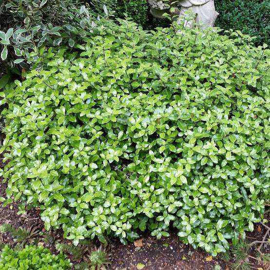 Promesse de Fleurs - Pittosporum tenuifolium Golf ball - Pittosporum à petites feuilles Pot de 2L/3L - Image 1