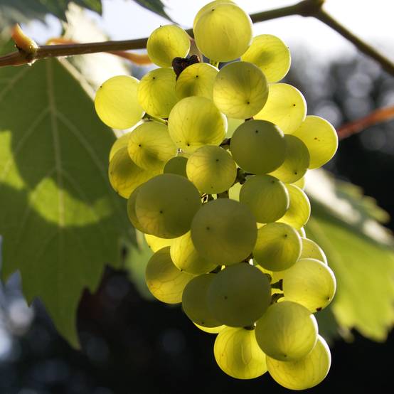 Promesse de Fleurs - Vigne - Vitis Phoenix Pot de 2L/3L