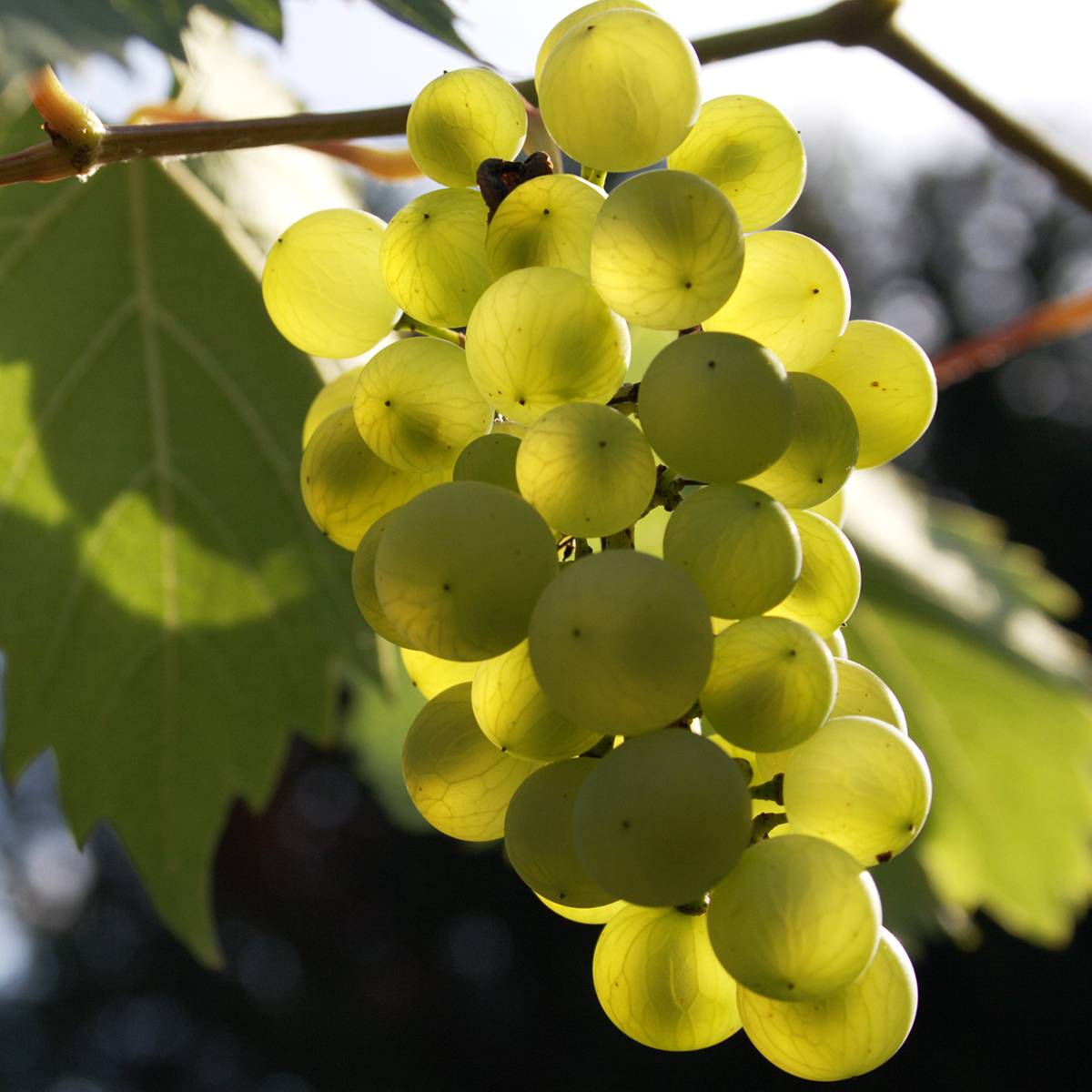Promesse de Fleurs - Vigne - Vitis Phoenix Pot de 2L/3L