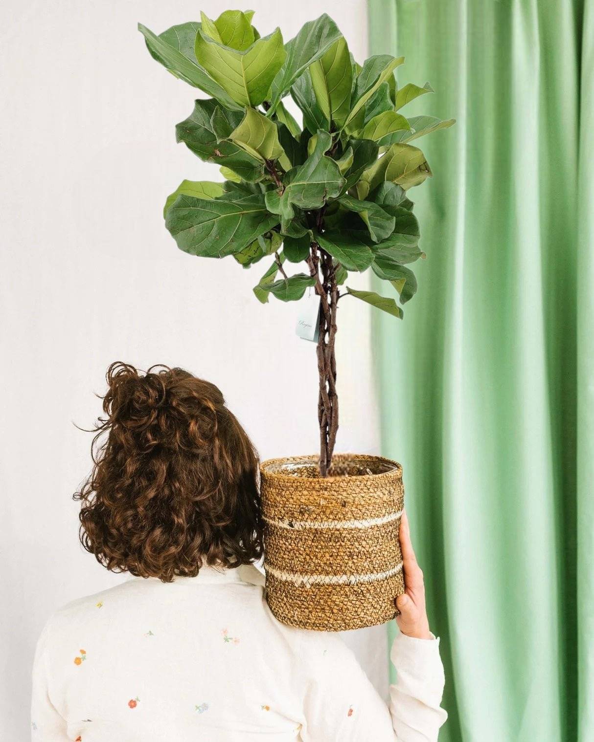 Ficus Lyrata tronc tressé h100cm 100cm - Plante d'intérieur- La Green Touch - Image 2