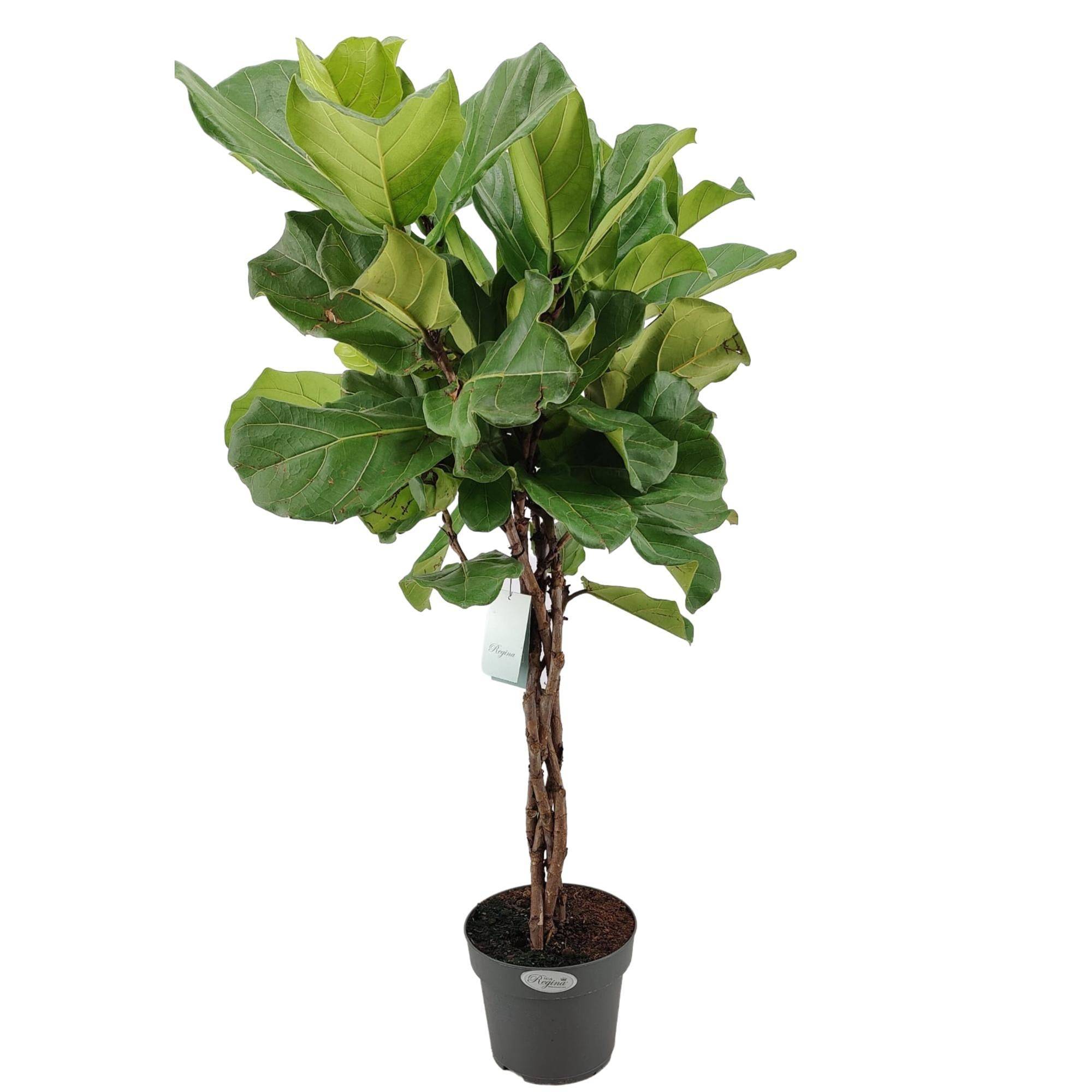 Ficus Lyrata tronc tressé h100cm 100cm - Plante d'intérieur- La Green Touch - Image 1