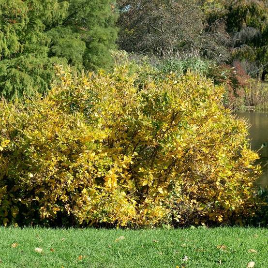 Clethra alnifolia Anne Bidwell Pot de 7,5L/10L - Image 1