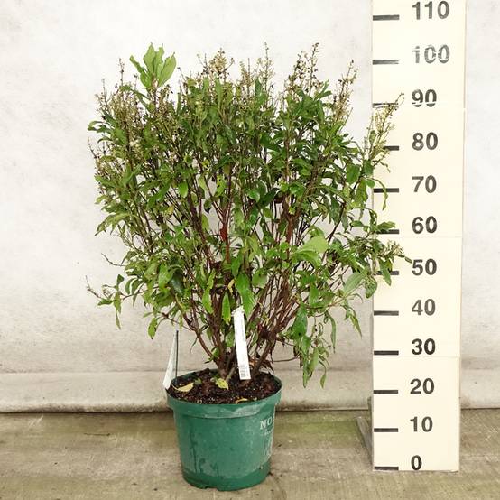 Clethra alnifolia Anne Bidwell Pot de 7,5L/10L - Image 2