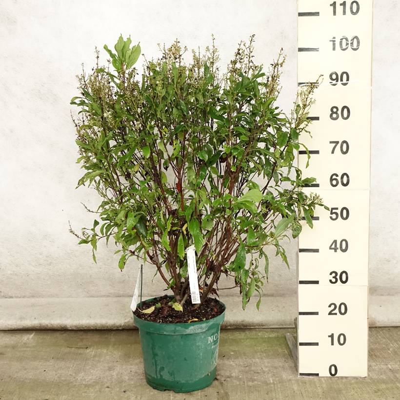 Clethra alnifolia Anne Bidwell Pot de 7,5L/10L - Image 2