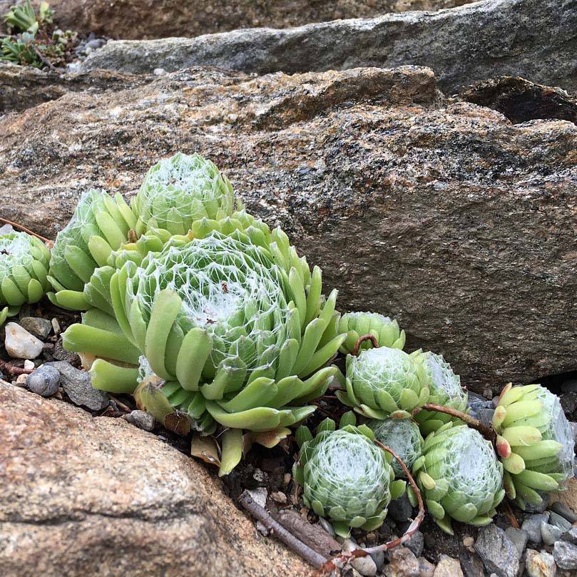 Sempervivum arachnoideum - Joubarbe à toile d'araignée Godet de 8/9 cm
