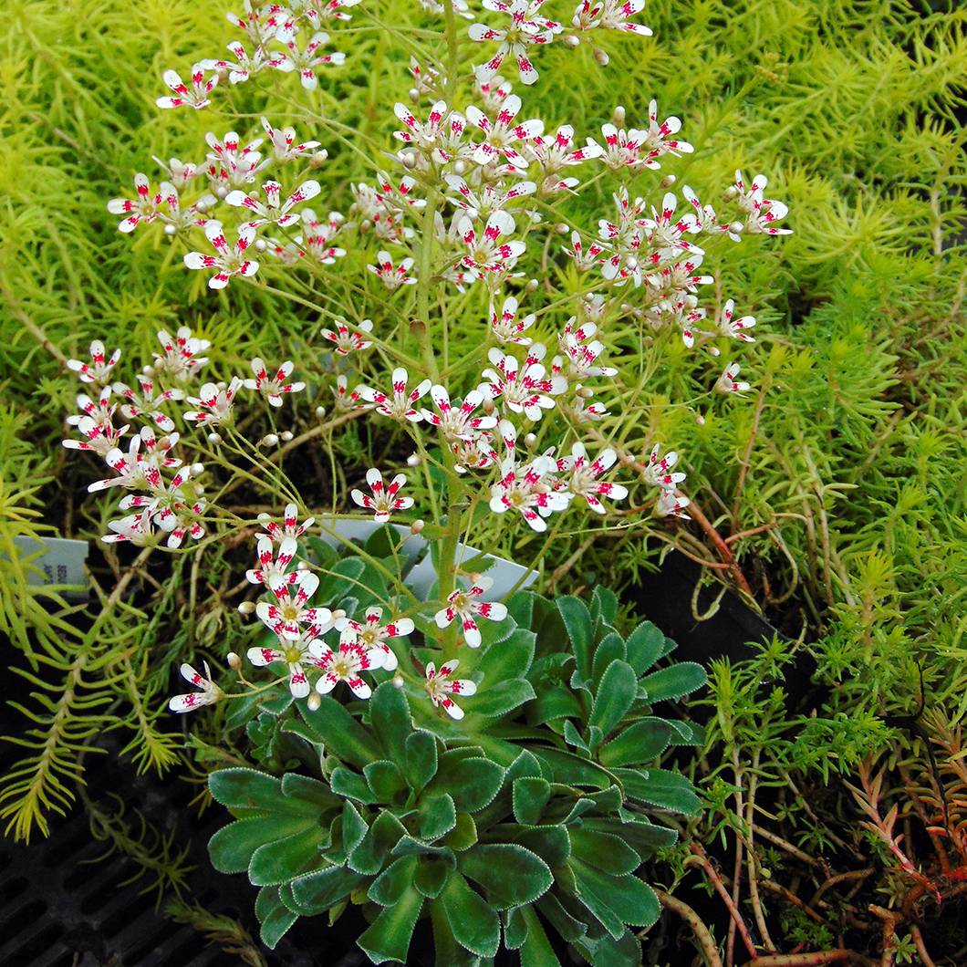 Promesse de Fleurs - Saxifraga cotyledon Southside Seedling - Saxifrage des montagnes Godet de 8/9 cm